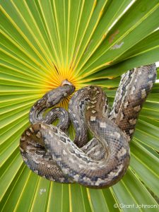 bahamas cat island boa snake