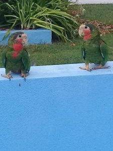 Bahama Parrot Inagua