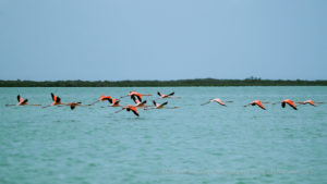 flamingos in flight west side national park andros