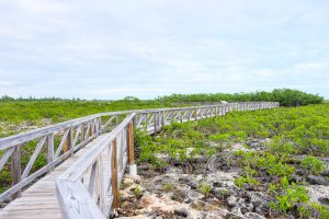 rotary bahamas and bahamas national trust mangrove planting bonefish pond national park barry rassin