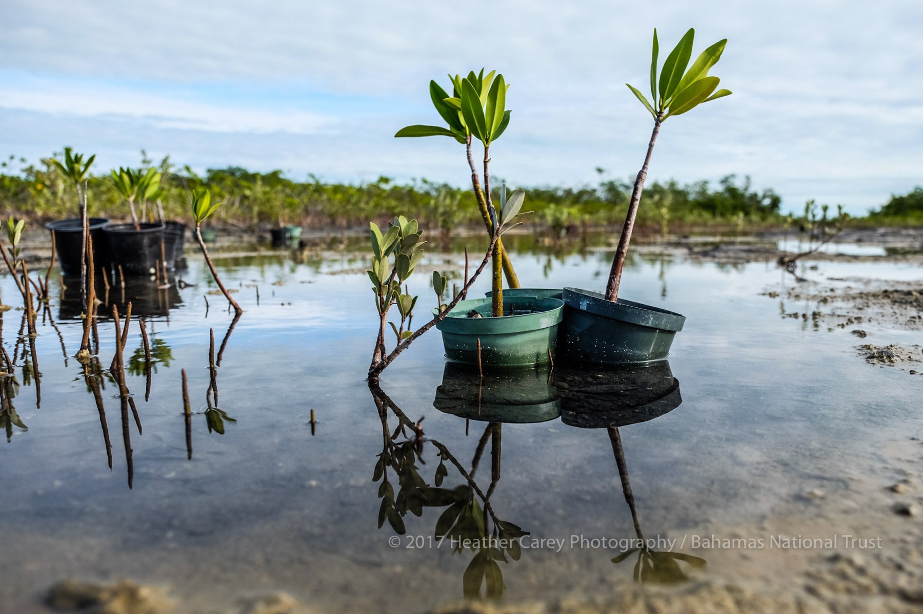 rotary bahamas and bahamas national trust mangrove planting bonefish pond national park barry rassin