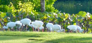 Christmas Bird Count Bahamas White Ibis